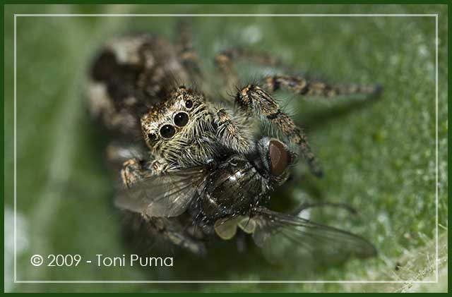 Yllenus vittatus
